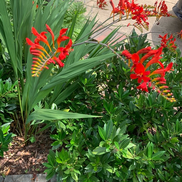 Meet your Posher, Alexis - Picture 1 of 1